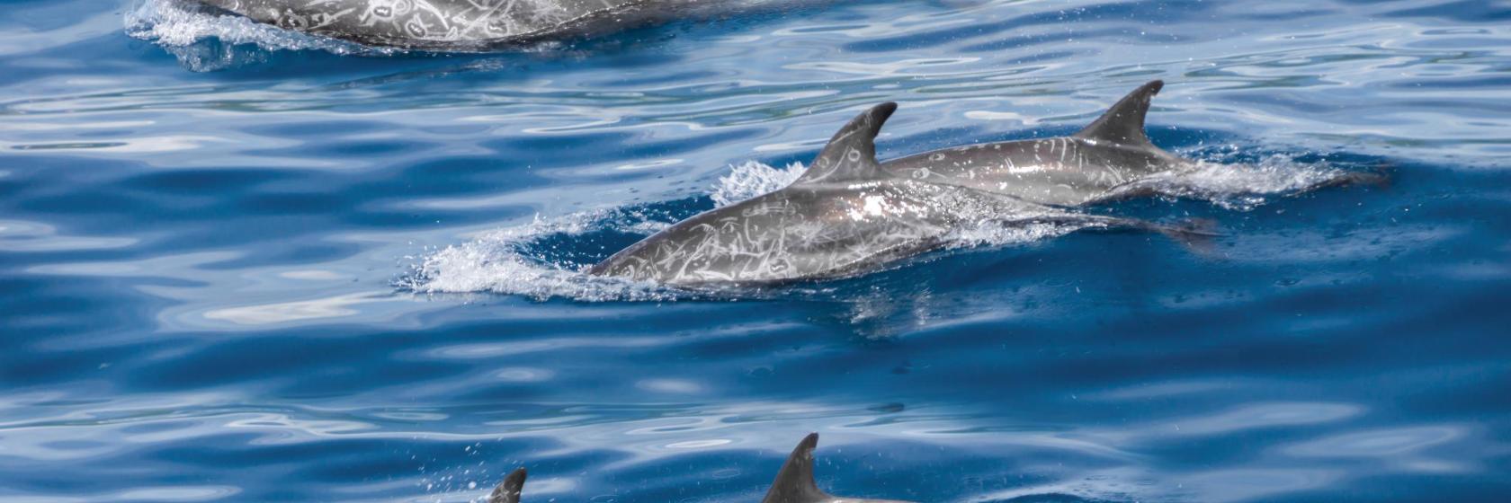 Parc aquatique Dolphin Explorer